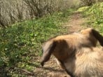 dog in the woods dog in the woods